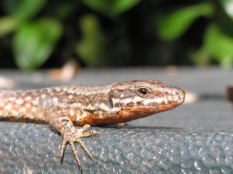 Podarcis muralis - livrea nuziale